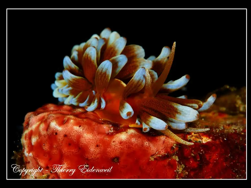 Anilao Macro Dive Media Highlight